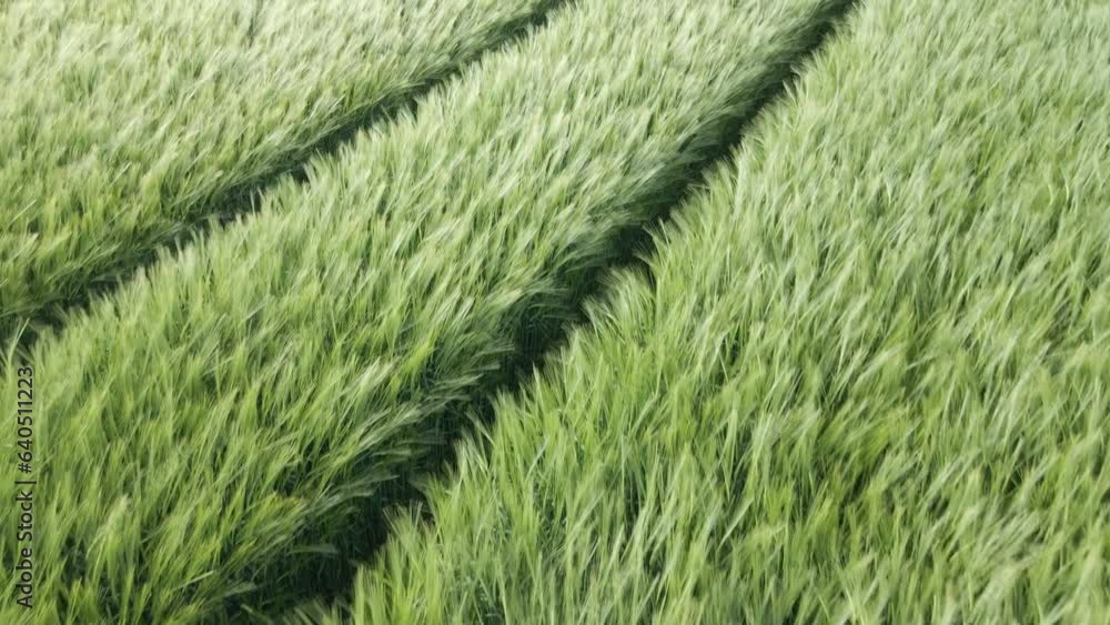 Tractor Marks On The Wheat Field With Unripe Crops On A Sunny And Breezy Day. - aerial Tractor Marks On The Wheat Field With Unripe Crops On A Sunny And Breezy Day. - aerial