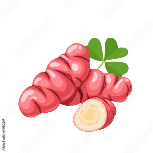 Vector illustration, Oxalis tuberosa, known as Uqa or Oca, a root vegetable, isolated on white background.