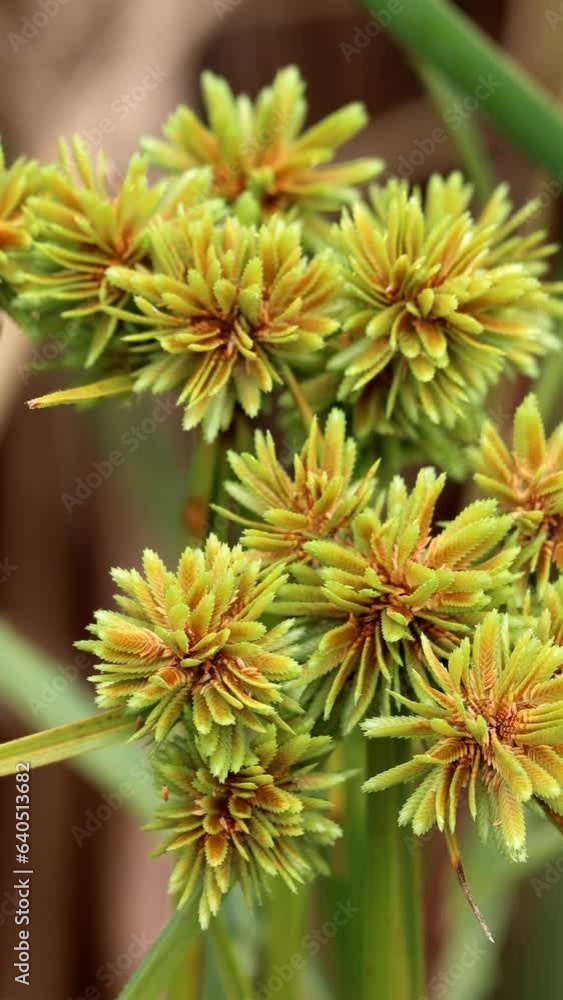 Tall Flatsedge, Cyperus Eragrostis, a native perennial monoclinous herb displaying terminal racemose spikelet head inflorescences during late Summer in the Santa Monica Mountains. Tall Flatsedge, Cyperus Eragrostis, a native perennial monoclinous herb displaying terminal racemose spikelet head inflorescences during late Summer in the Santa Monica Mountains.