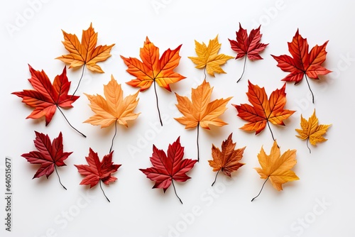 Autumn maple leaves. isolated on white background