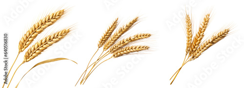 Collection of golden wheat stalks isolated on white background