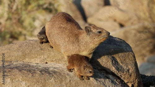 A rock hyrax (Procavia capensis) with small pups basking on a rock, Augrabies Falls National Park, South Africa