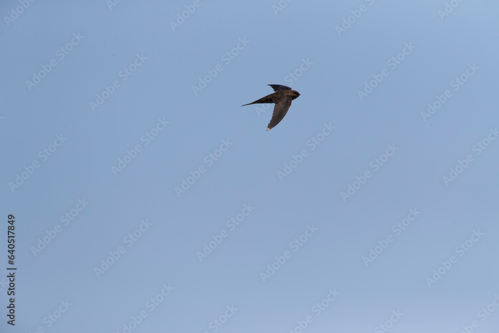Plain Swift, Apus unicolor, in flight on Madeira Plain Swift, Apus unicolor, in flight on Madeira