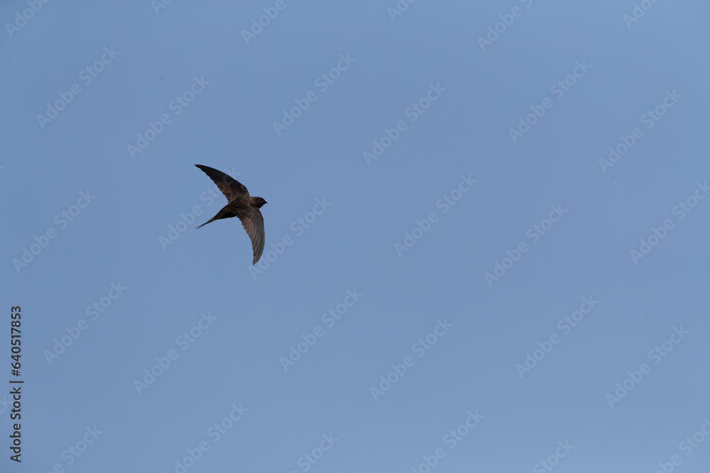 Plain Swift, Apus unicolor, in flight on Madeira Plain Swift, Apus unicolor, in flight on Madeira