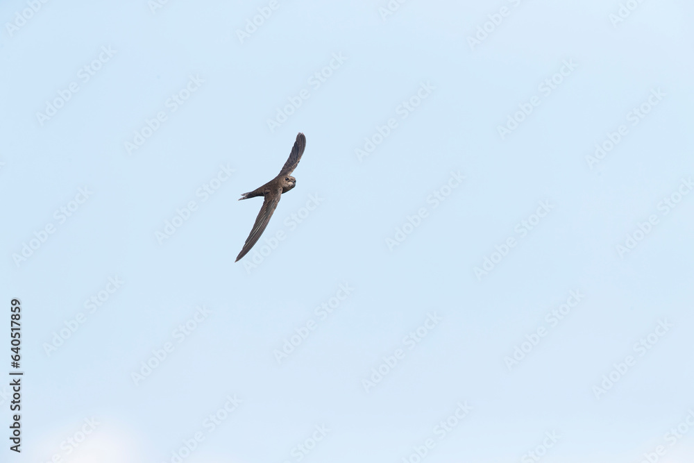 Plain Swift, Apus unicolor, in flight on Madeira Plain Swift, Apus unicolor, in flight on Madeira