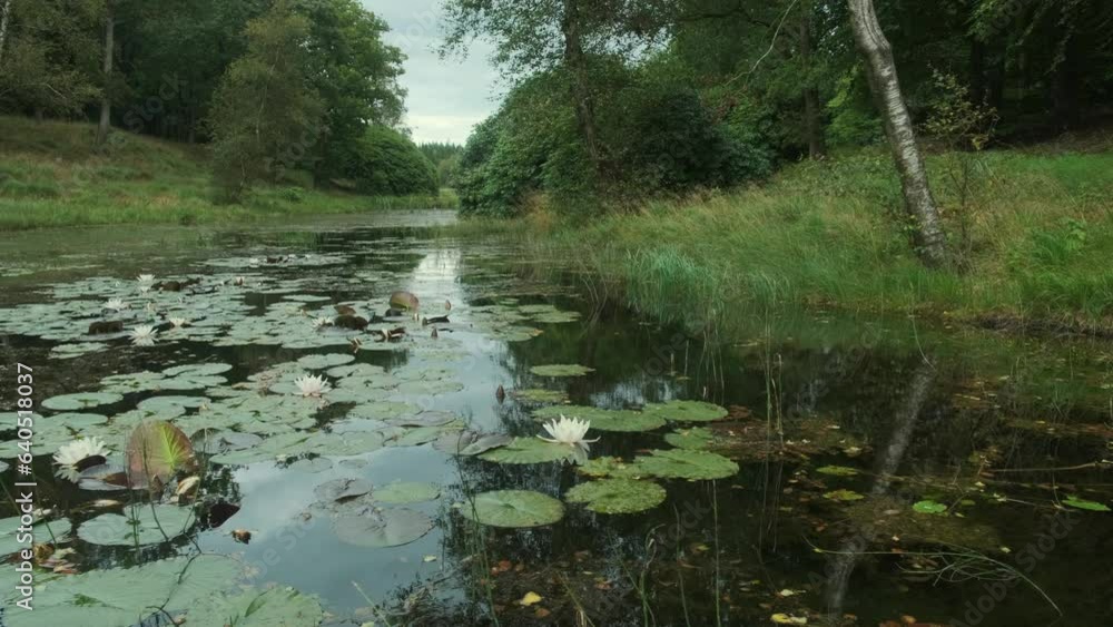 Landscape with lake, water lilies and forestry shore, wide angle Landscape with lake, water lilies and forestry shore, wide angle