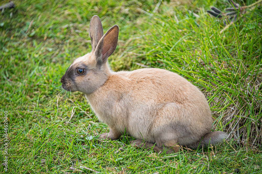 Wild brown rabbit is grazing at green grass Wild brown rabbit is grazing at green grass