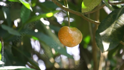 Tabernaemontana macrocarpa (Also called Bongang, Kayu gegah, Kelampan, Merbadak, Mpayak, Pelir kambing). Tabernaemontana macrocarpa has been used as arrow poison photo