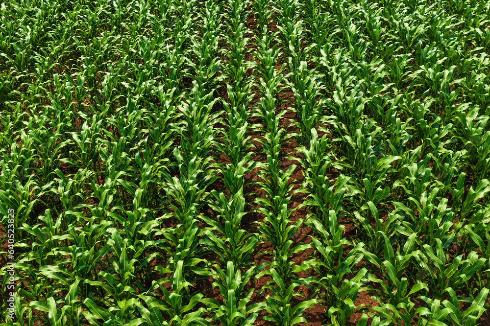 Aerial shot of green corn maize crop field from drone pov Aerial shot of green corn maize crop field from drone pov