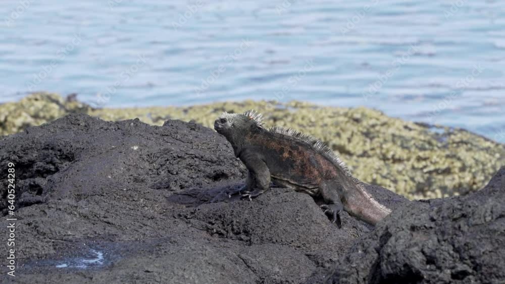 a marine iguana, Amblyrhynchus cristatus, also sea, saltwater, or Galapagos marine iguana, is an endemic reptile species, the only lizard, that can feed under water and is only be found on Galapagos. a marine iguana, Amblyrhynchus cristatus, also sea, saltwater, or Galapagos marine iguana, is an endemic reptile species, the only lizard, that can feed under water and is only be found on Galapagos.