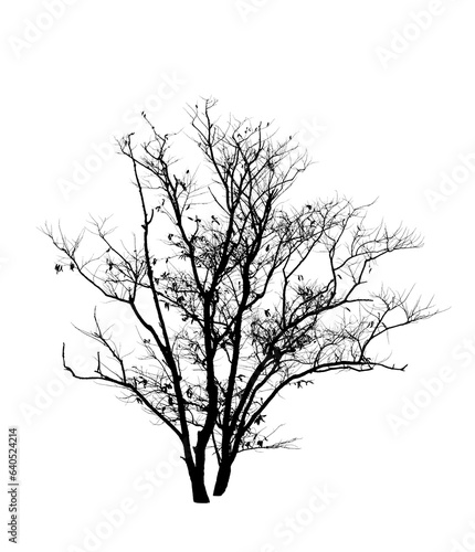 Wallpaper Mural black tree silhouettes isolated on white background , silhouette of trees,dead tree from thailand Torontodigital.ca