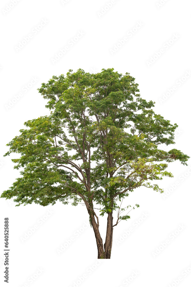 A tree isolated