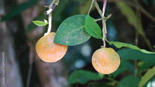 Tabernaemontana macrocarpa (Also called Bongang, Kayu gegah, Kelampan, Merbadak, Mpayak, Pelir kambing). Tabernaemontana macrocarpa has been used as arrow poison photo