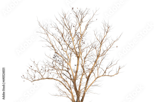 Wallpaper Mural tree on white Torontodigital.ca