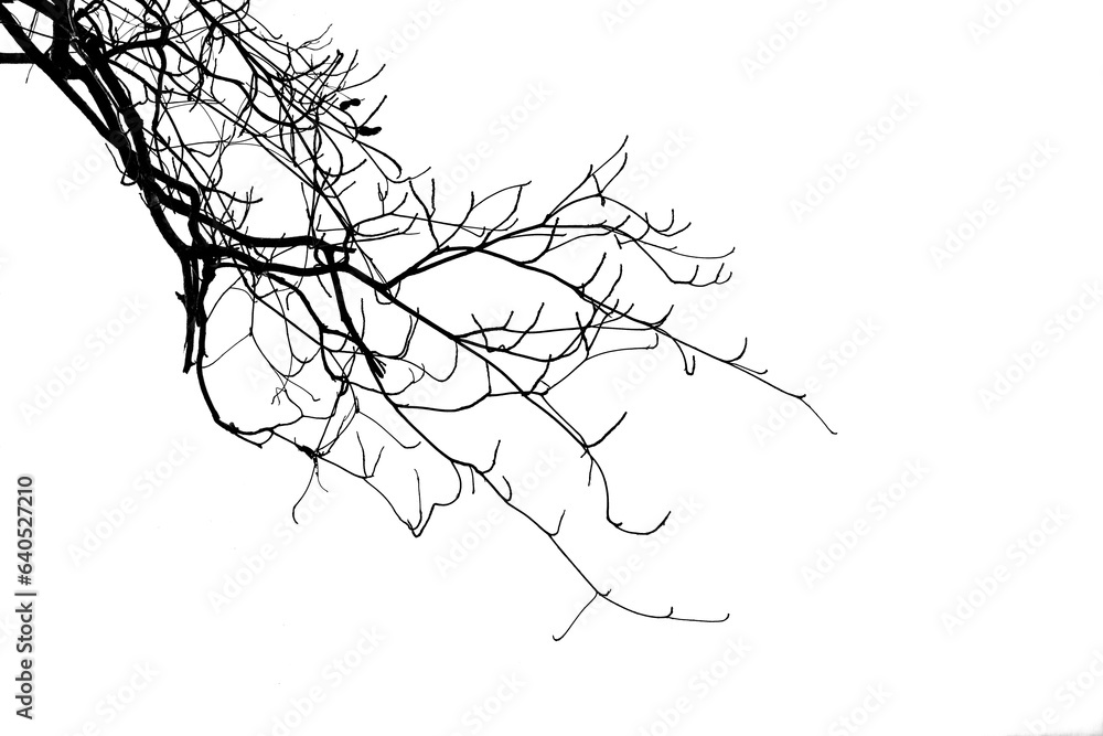 Fototapeta premium Branch silhouette on a white background.