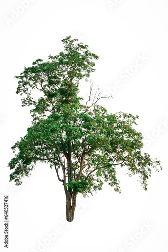 A green tree on white.