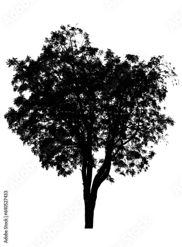 black tree silhouettes isolated on white background   silhouette of trees dead tree from thailand