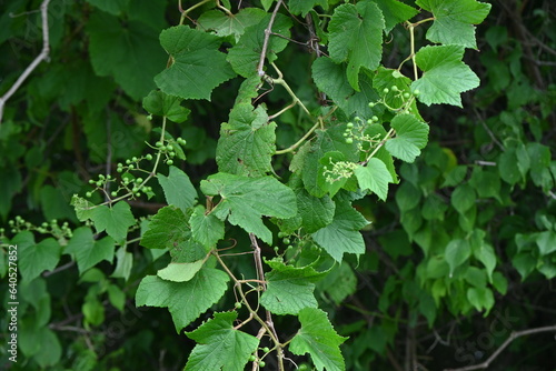 Foto Ampelopsis glandulosa ( Porcelain berry / Wild grape ) Young berries
