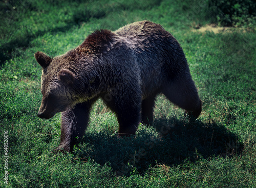 Young brown bear walk in grass outdoor