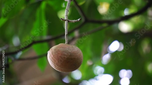 Tabernaemontana macrocarpa (Also called Bongang, Kayu gegah, Kelampan, Merbadak, Mpayak, Pelir kambing). Tabernaemontana macrocarpa has been used as arrow poison photo