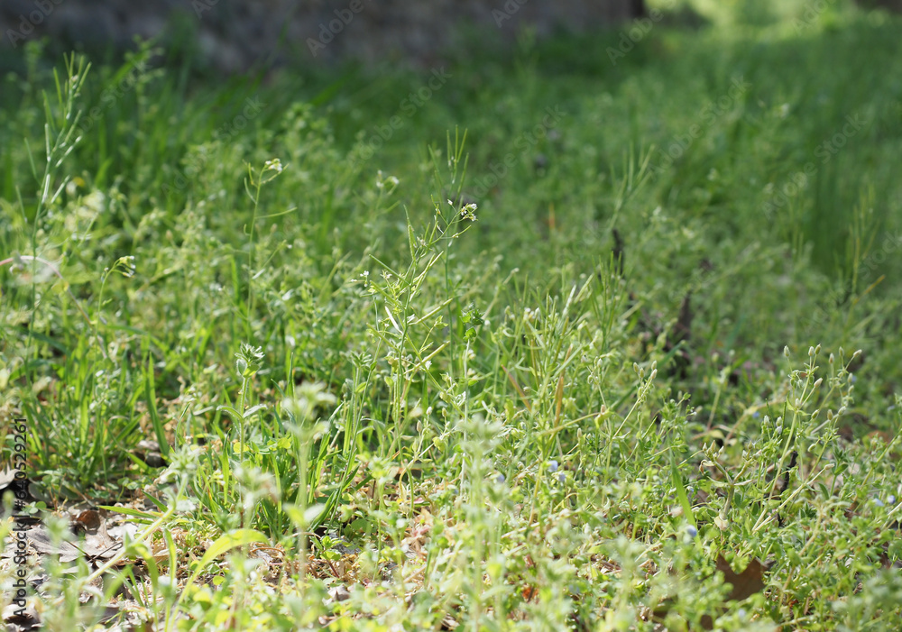 green meadow background