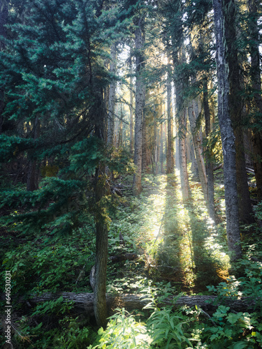 Fototapeta Naklejka Na Ścianę i Meble -  Forest in North Cascades National Park in Washington State.