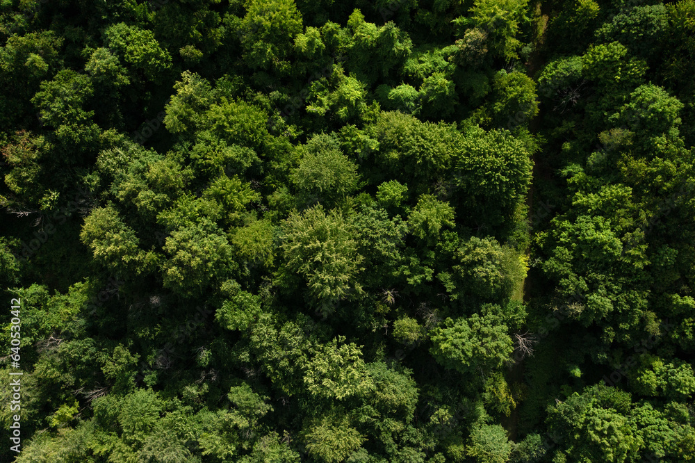 Naklejka premium View looking straight down on forest trees
