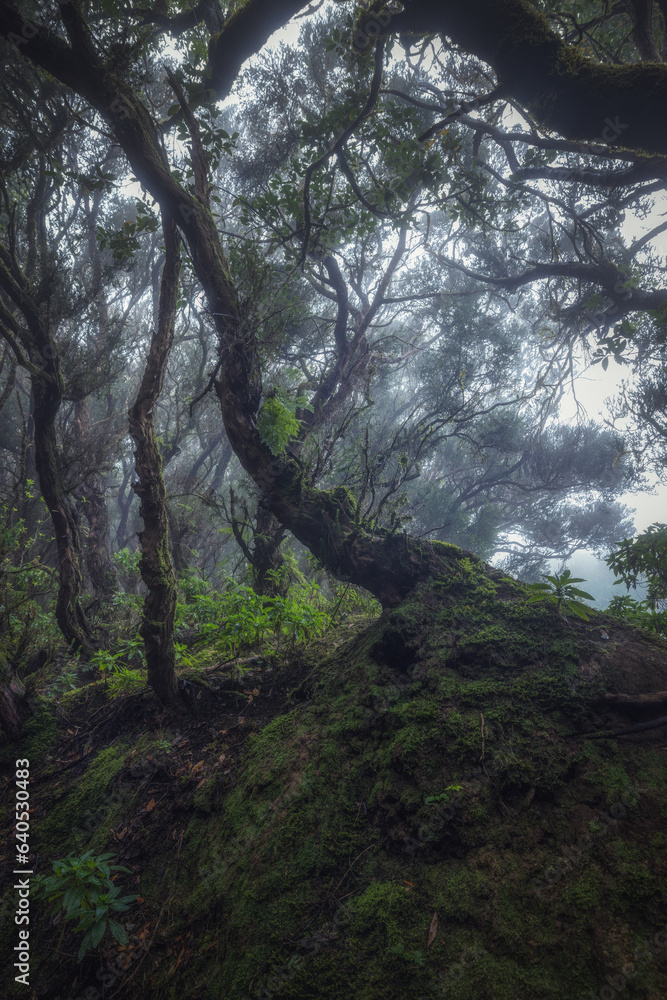 Trees in mysterious foggy forest. Anaga in Tenerife, Spain Trees in mysterious foggy forest. Anaga in Tenerife, Spain