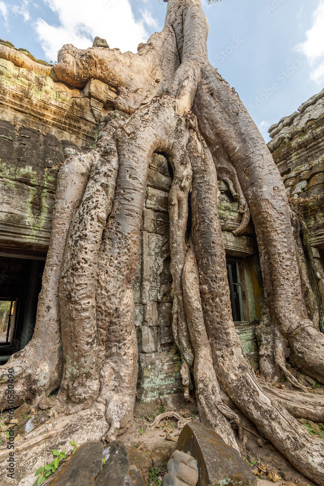 Fototapeta premium Giant tree roots cover the Ta Prohm temple at Angkor Wat and cla