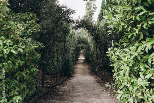 Green alley stretching into the distance Boboli Garden  Florence