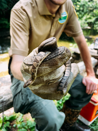 Фотография Park ranger holding a common water snake in educational program