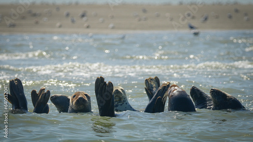 Phoques Berck Sur Mer