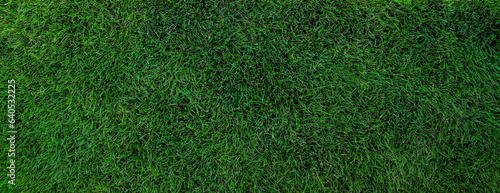 Close up of green lawn on a sunny day. Top view