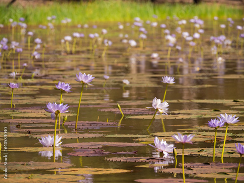 Water Lillies in Cape York wetland billabong