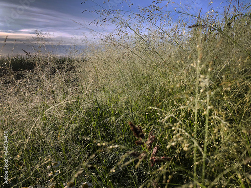 Morning dew on plants. Morning light at Uffelter Es. Drente Netherlands. Uffelte.