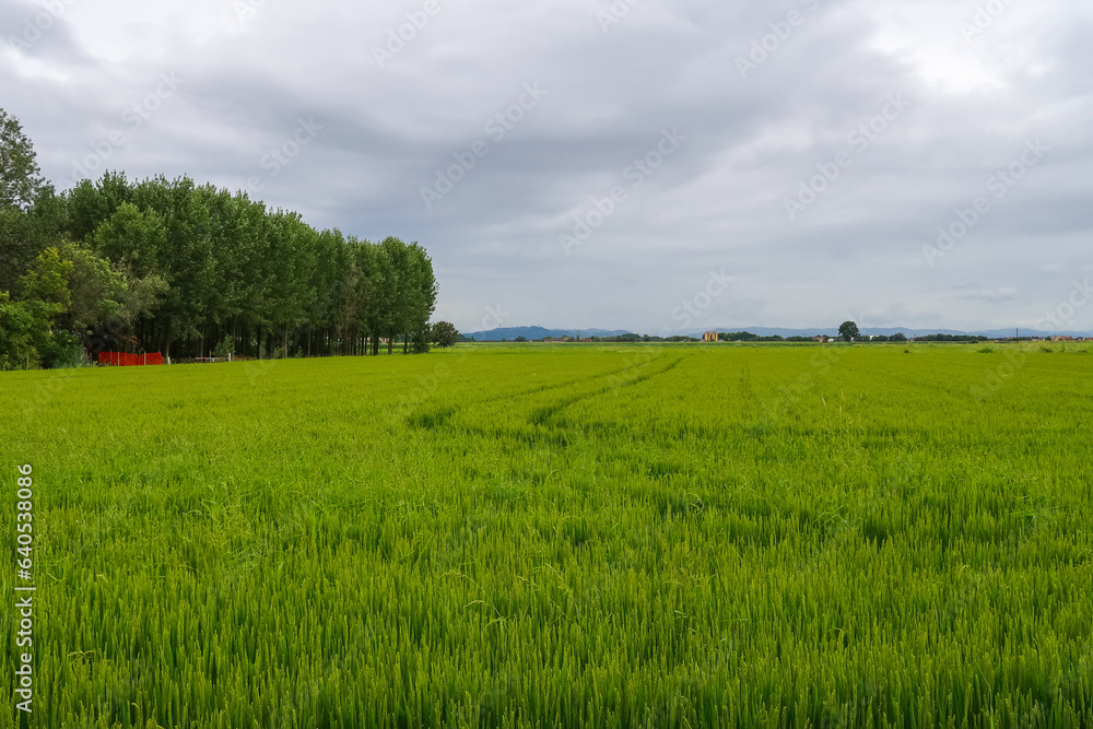Obraz premium Paddy rice canal irrigation panorama landscape agriculture nature natural Po Valley