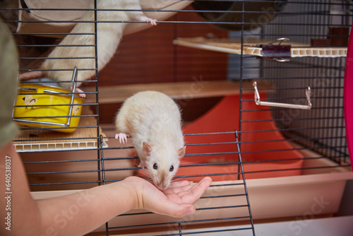 Slika na platnu A white rat comes out of the cage on the hand of a child