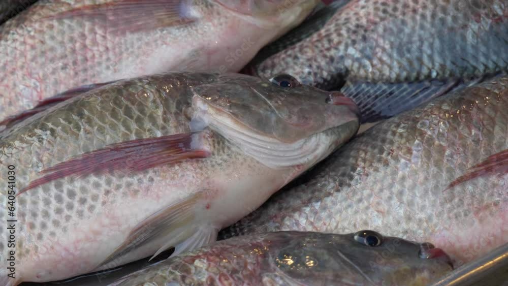 fresh live raw tilapia ready on counter for sale at thailand fish market fresh live raw tilapia ready on counter for sale at thailand fish market