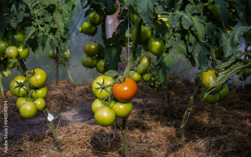 Growing tomatoes in greenhouse, first harvest