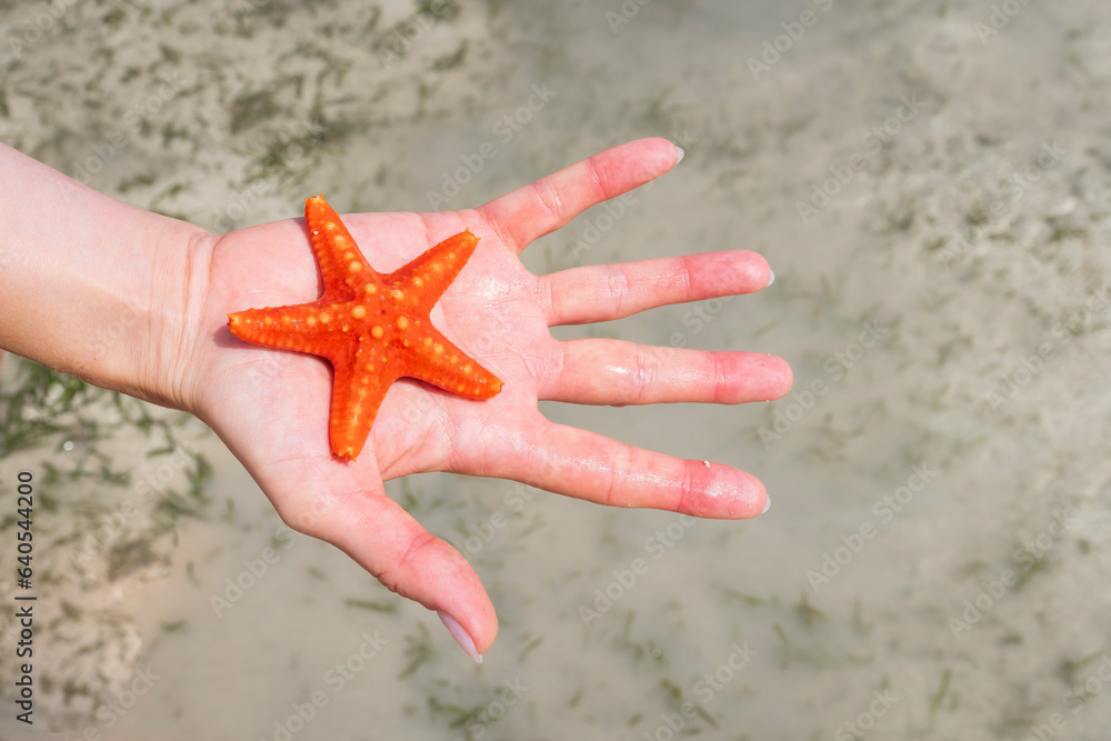 Child show beautiful red starfish caught on the beach at the sea Child show beautiful red starfish caught on the beach at the sea