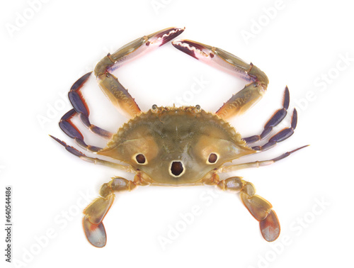 Three-spot swimming crab isolated on white background. Portunus sanguinolentus.