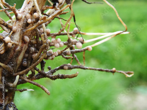 Nitrogen-fixing bacteria on legume roots close-up in natural conditions