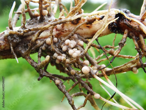 Nitrogen-fixing bacteria on legume roots close-up in natural conditions