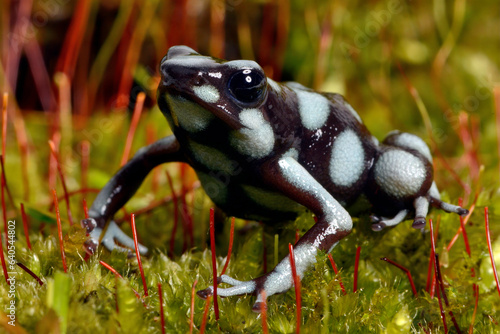 Marañón poison frog // Marańon-Baumsteiger (Excidobates mysteriosus)   photo