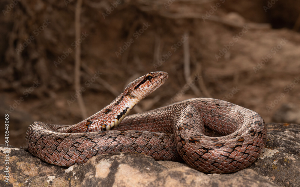 Fototapeta premium snake in the ground