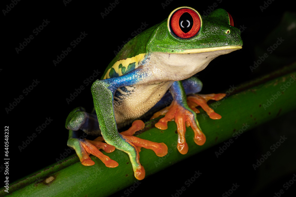 Fototapeta premium red eyed tree frog