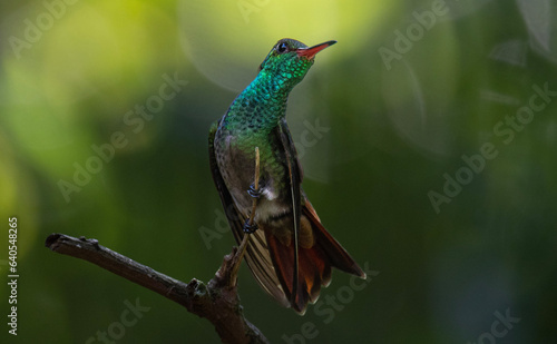 hummingbird in flight © Luis