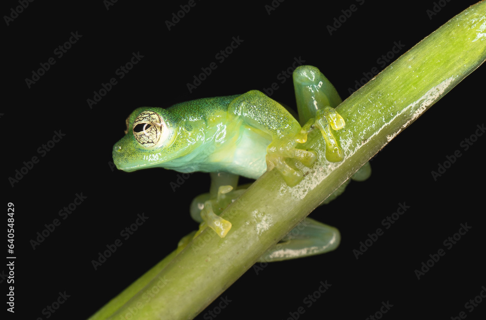 Fototapeta premium green tree frog