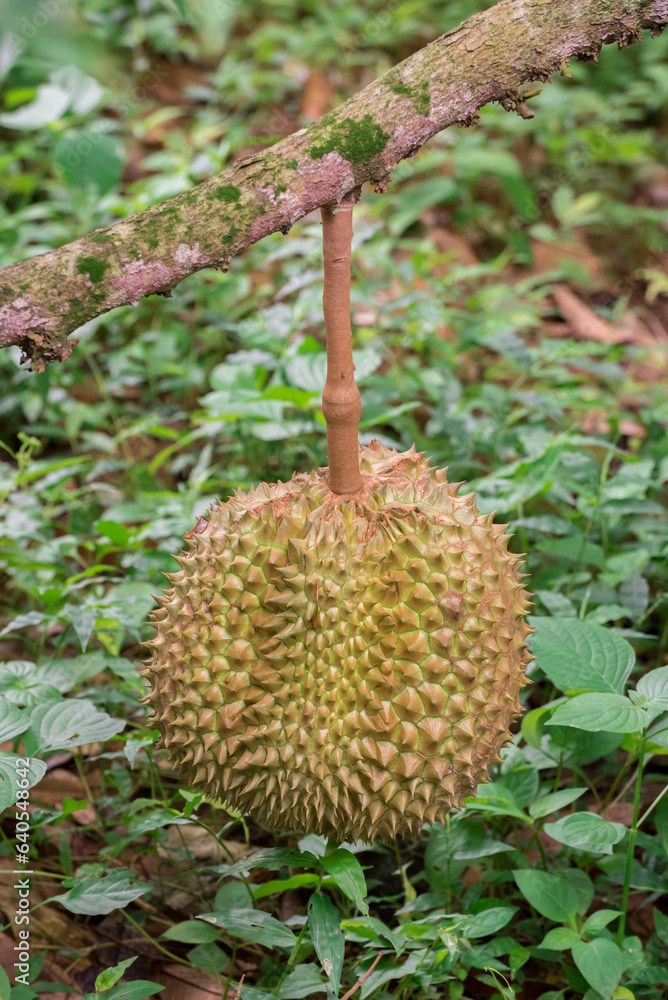 Mon Thong or Golden Pillow durian, durian on tree in the orchard garden, king of fruits thailand Mon Thong or Golden Pillow durian, durian on tree in the orchard garden, king of fruits thailand