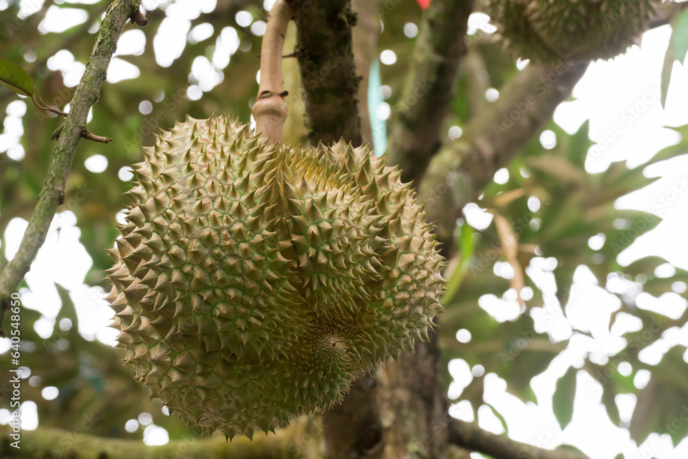 Durian tree, Fresh durian fruit on tree, Durian struck Lae, Durian Line Lae, durian in uttaradit thailand Durian tree, Fresh durian fruit on tree, Durian struck Lae, Durian Line Lae, durian in uttaradit thailand